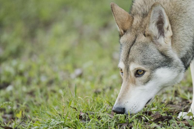 不同品种的狗狗性格差异有多大,16种常见狗狗的优缺点
