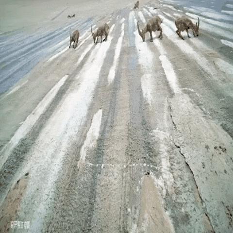 10张绝美站立姿图,20张让人涨知识的图片