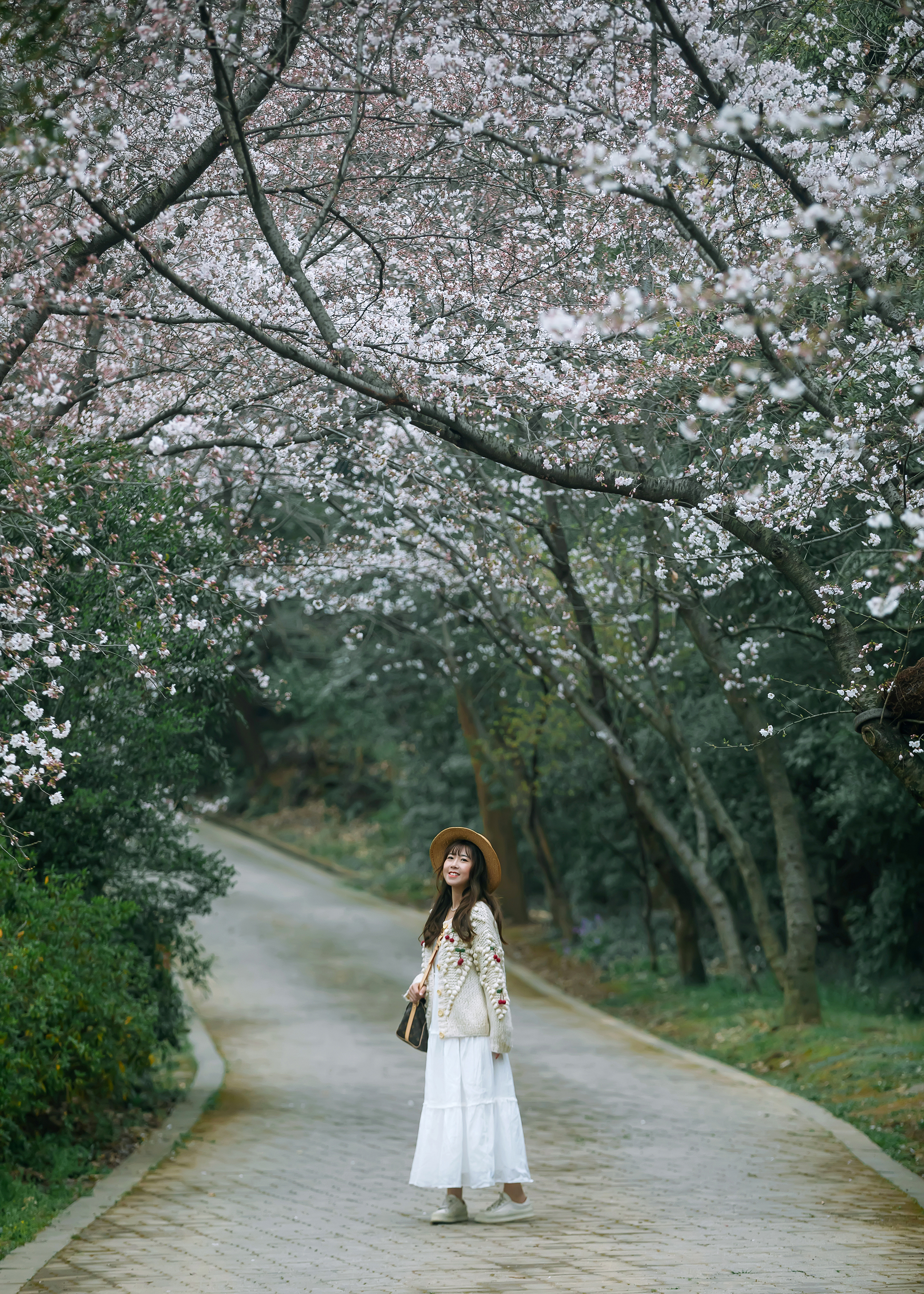 鼋头渚樱花盛宴比日本更令人沉醉,太湖鼋头渚樱花美如画