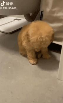 妹子半夜上厕所，家里的狗子非要跟着，结果……被它萌翻了