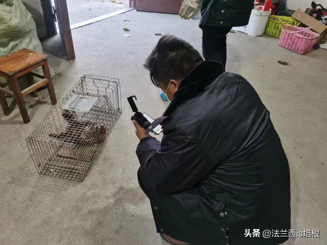 杭州农场鸡窝闯入“怪家伙”！眼神犀利长相凶猛，翻身鹞子就是它