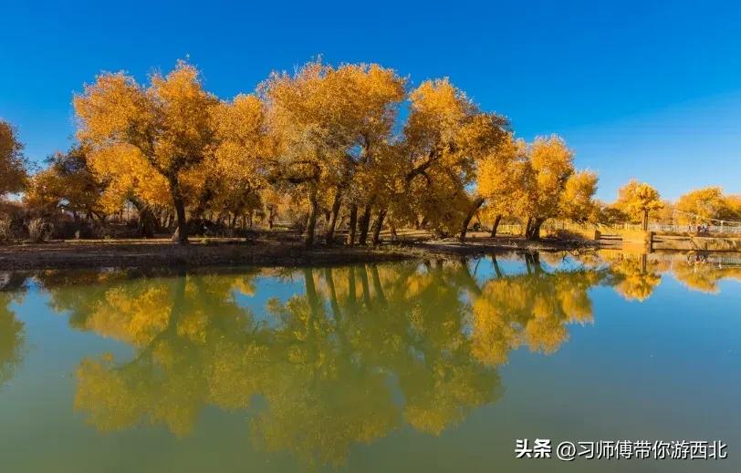 醉美胡杨深度游,额济纳胡杨林旅游攻略