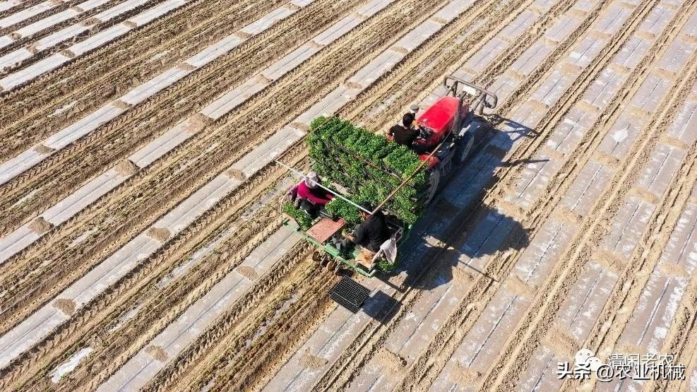 最新移栽机,移栽机发展趋势
