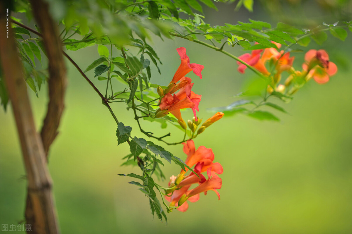 报得三春晖中晖是什么意思,报得三春晖的三春指的是