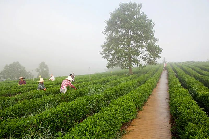 春茶的七大禁忌,四季春茶做什么茶比较好