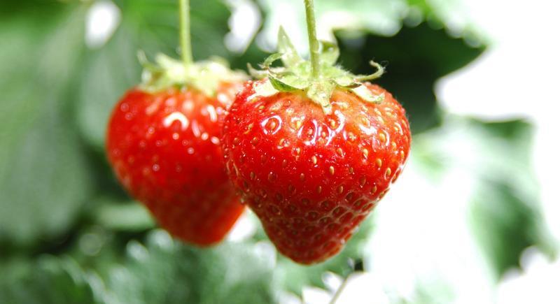 鹅肉,是乙肝的“催命符”吗?内科医生:养肝,少吃4肉,多吃6果