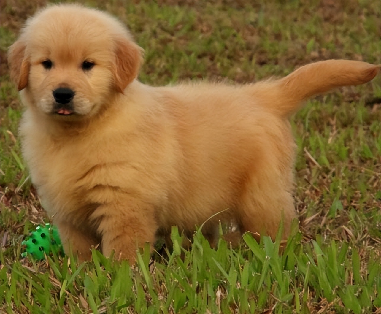 狗狗为什么会不咬小主人,如果狗狗得了重病应该安乐死吗
