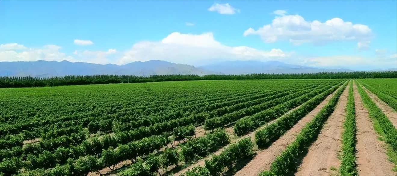 葡萄酒行业触底了吗,葡萄酒低迷