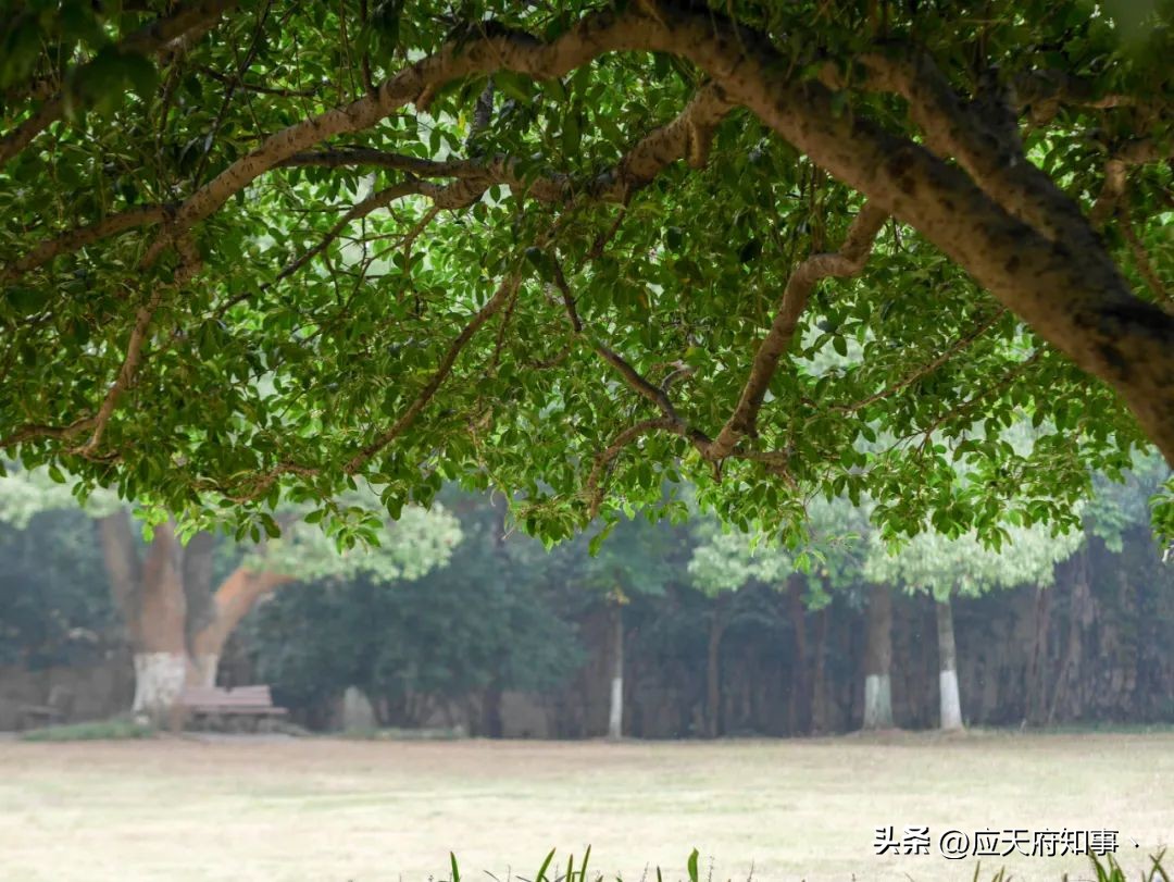 梧桐树寄托乡愁的诗句,关于南京的梧桐树文章