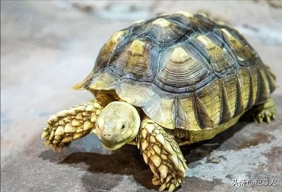 北京一男子捡到一个乌龟养了七年,12年男子捡到乌龟养了7年发现异常