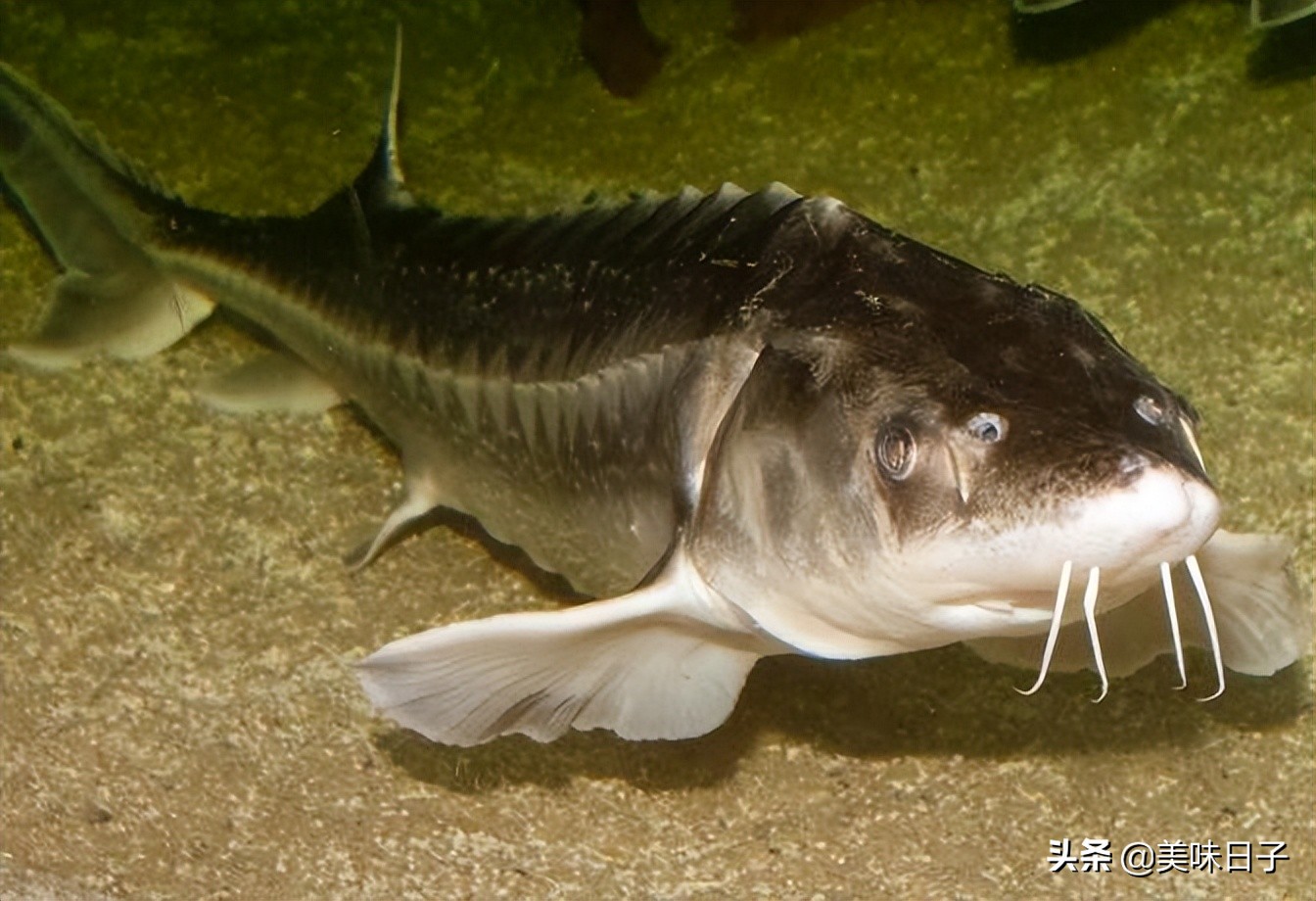 菜市场最贵淡水鱼,菜市场常见的鱼哪种贵些