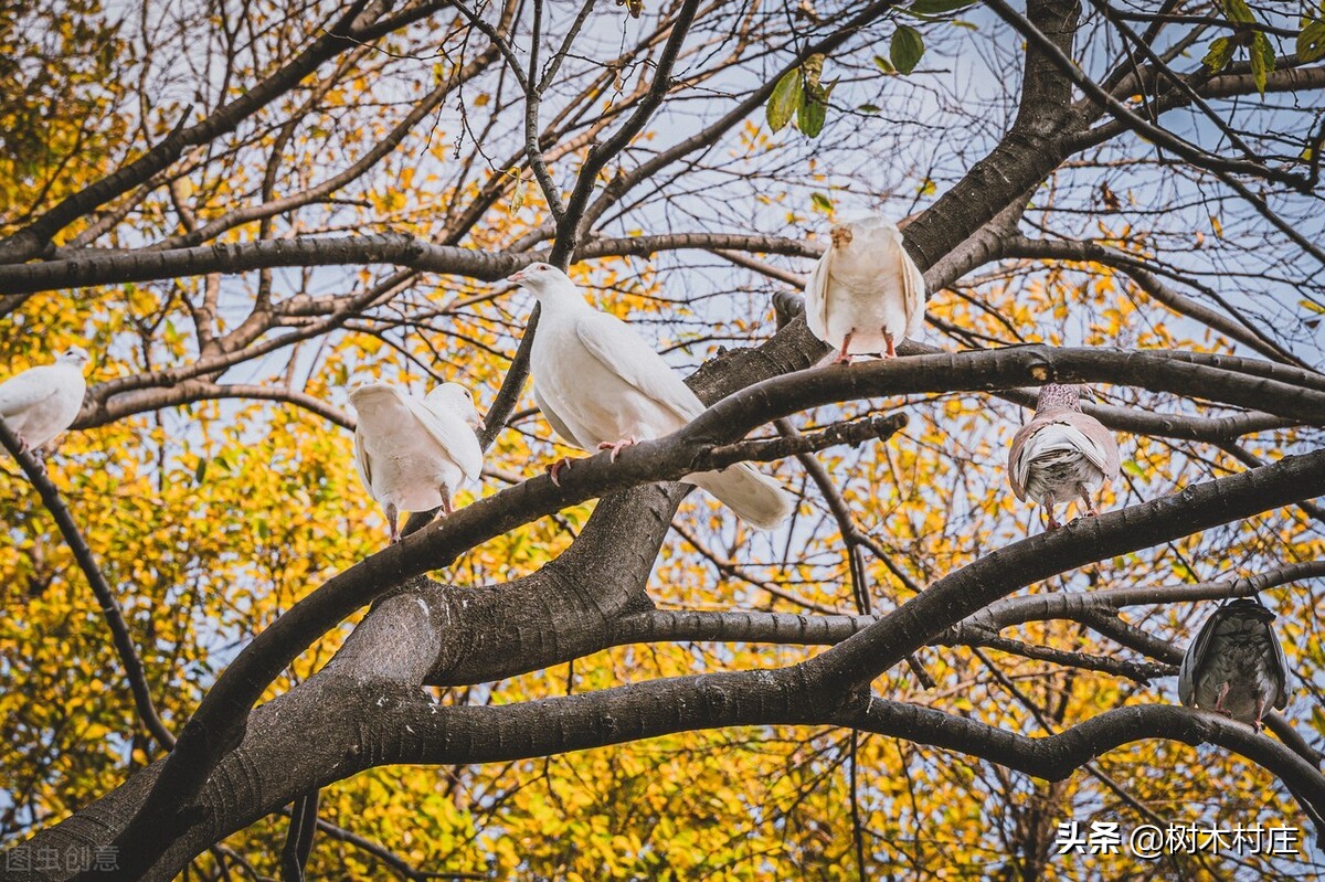 童年趣事抓蝉作文,房顶捕鸽视频
