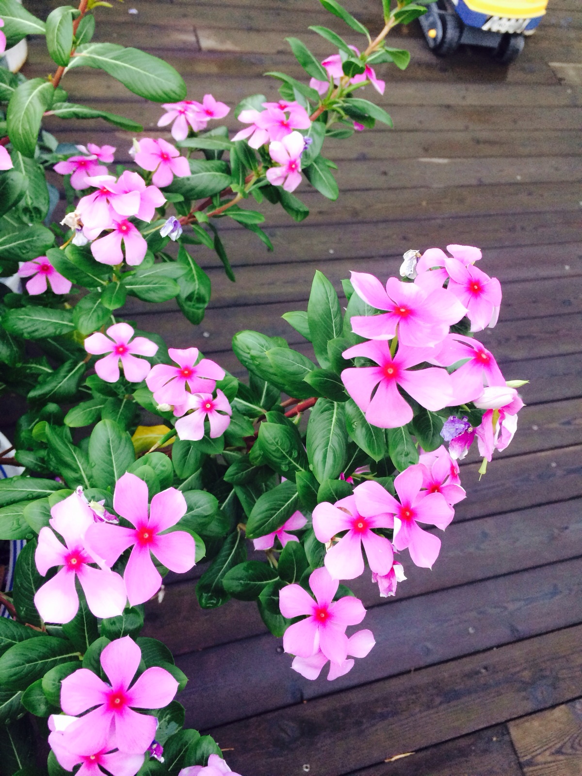 适合春季赏花的花,视觉盛宴五种赏花名花供您选择