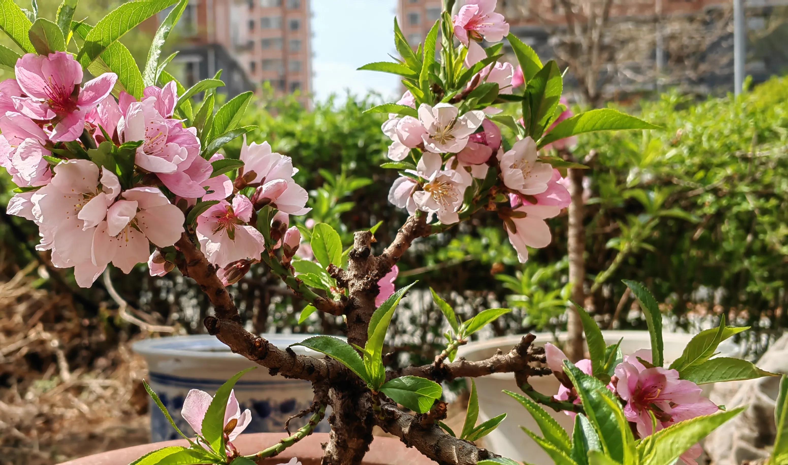 盆桃已坐果，吃完我留核——桃树可以驱疫辟邪