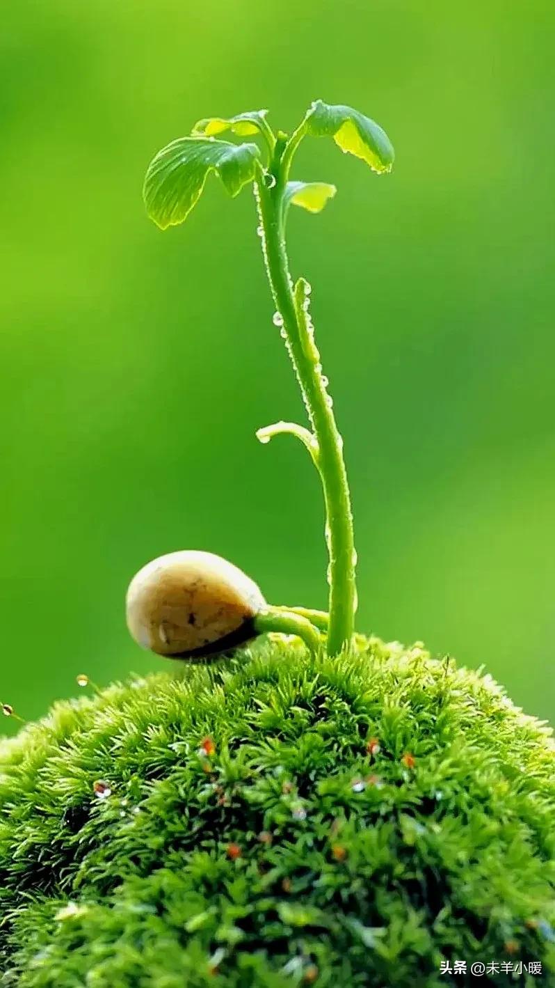 超清超美独一无二手机壁纸图片,养眼养心的壁纸