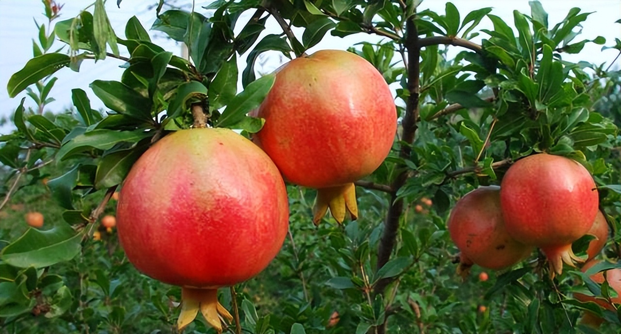 盆栽石榴开花前期管理方法图片,盆栽石榴怎样养护才能开花结果