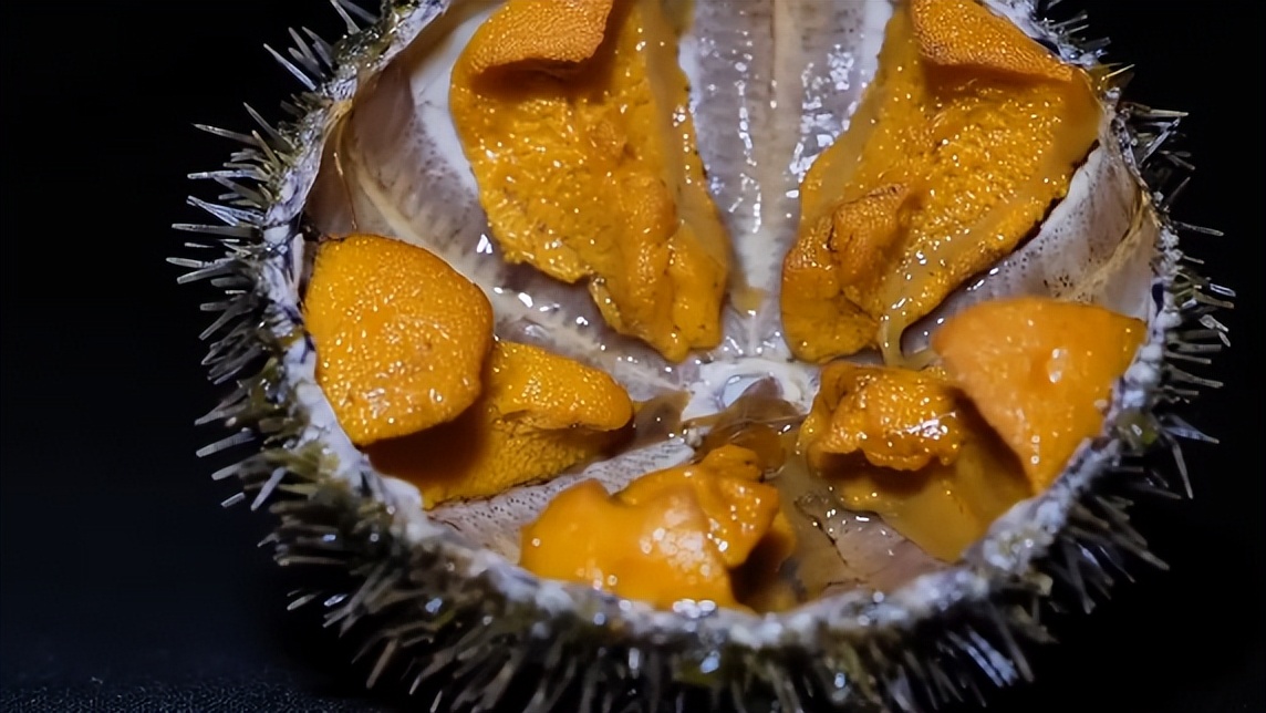 仅有积蓄23块钱，山东小伙大胆借600万，捞出大连海底“小黄金”