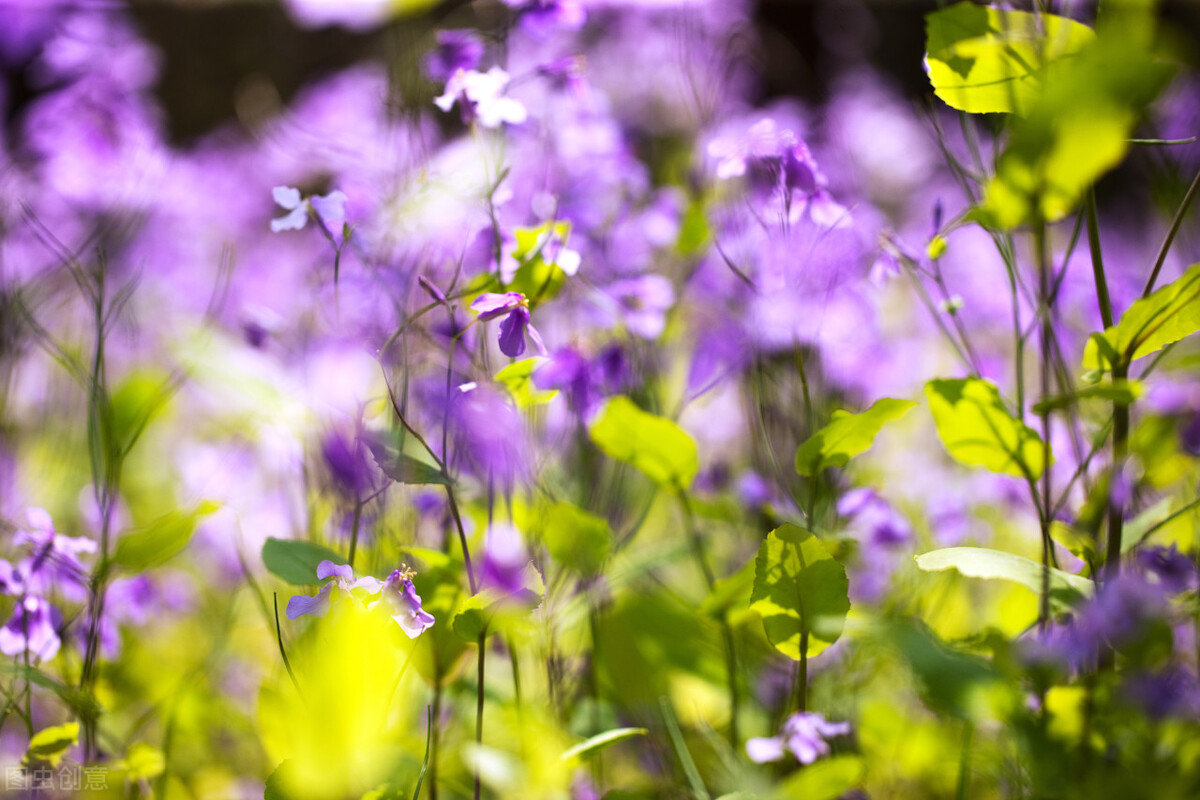 《西厢记》昆曲听琴,西厢记中听琴