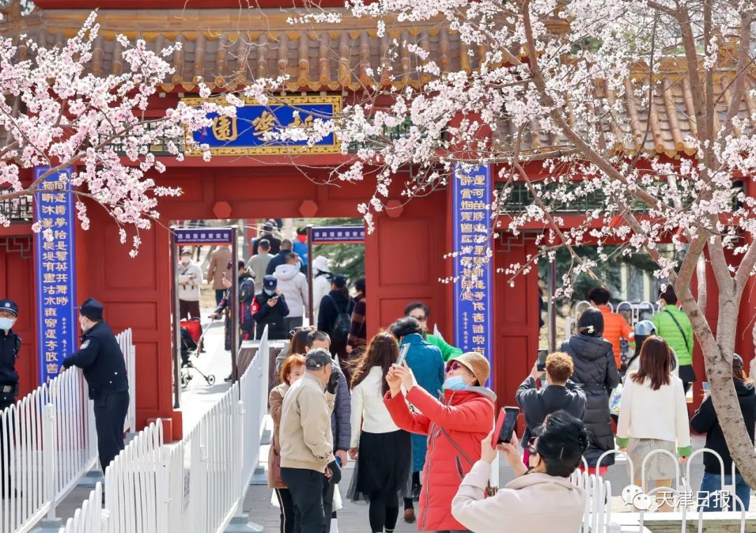 天津桃花堤桃花花期多长时间,天津运河桃花节时间表