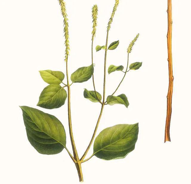 中药牛膝的故事,中草药里面的牛膝