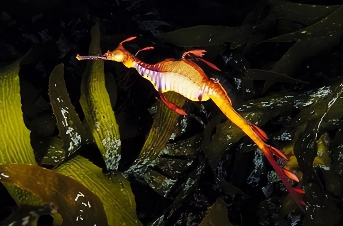 澳大利亚海滩上出现奇怪生物,2016年暴风雨后海滩上的神奇生物