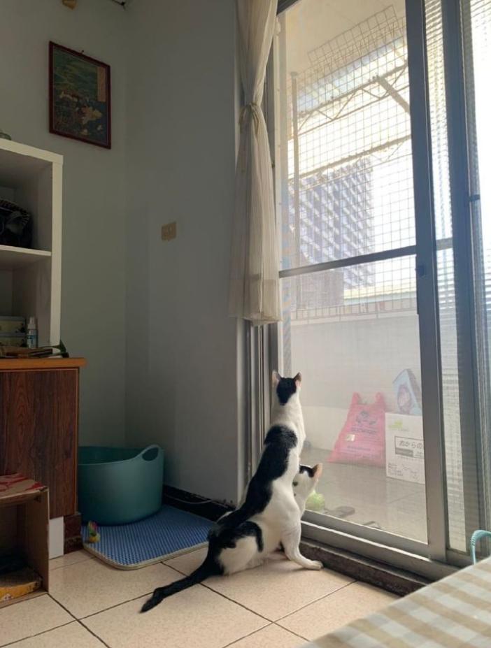 流浪猫粮被偷被发现,一只猫粮被全部偷走的橘猫