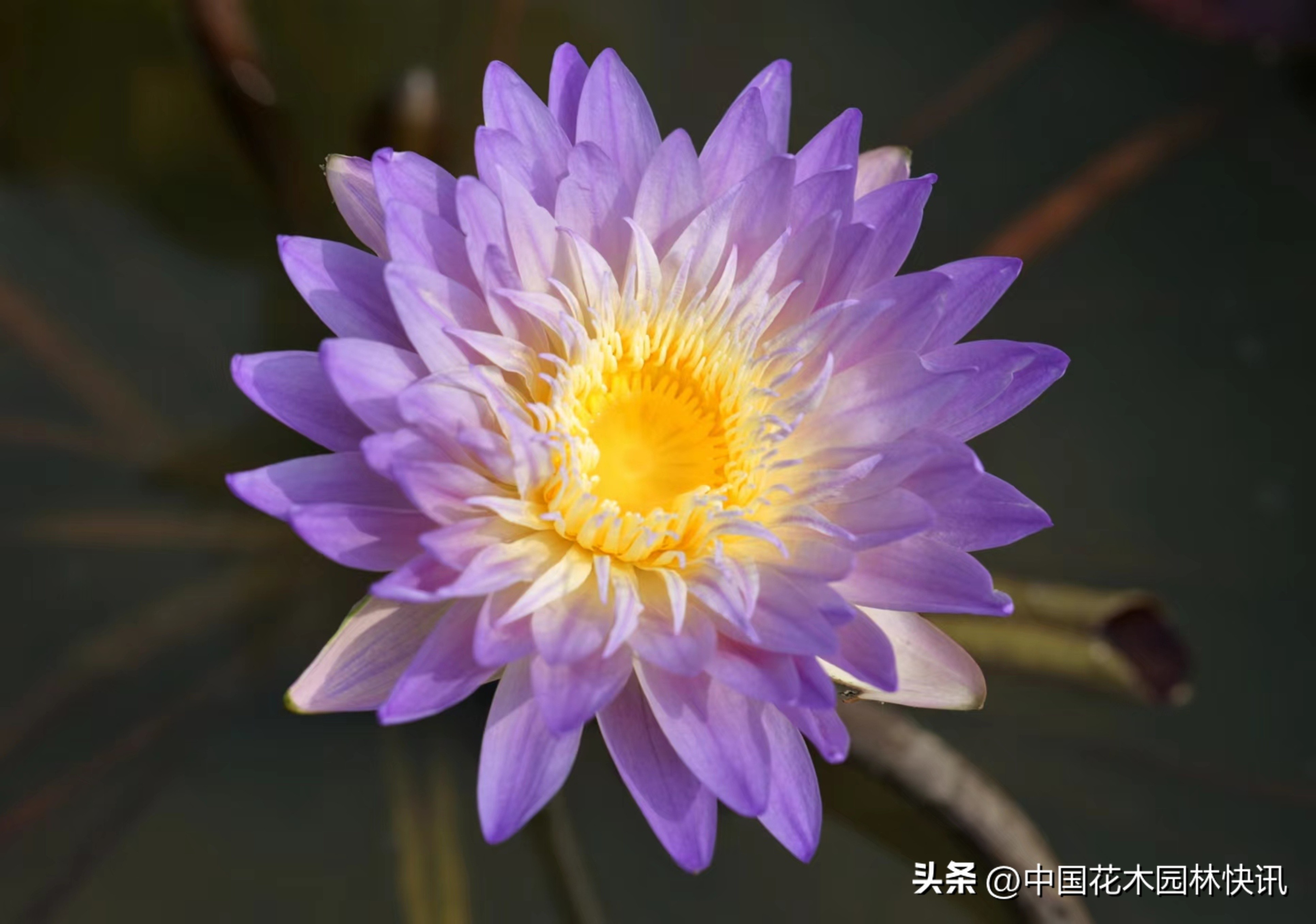 在校大学生跨界育成睡莲新品种获国际登录