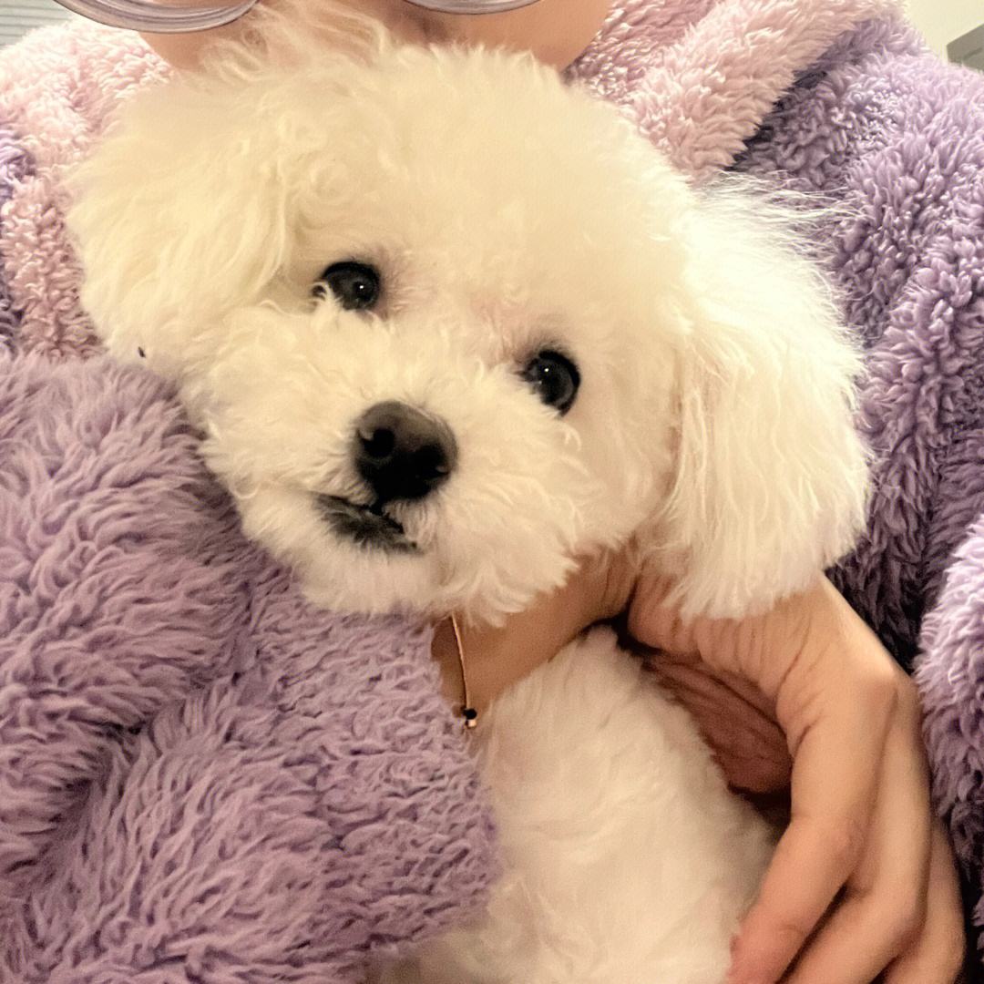 新手养狗建议养什么品种,养狗必读的100种方法