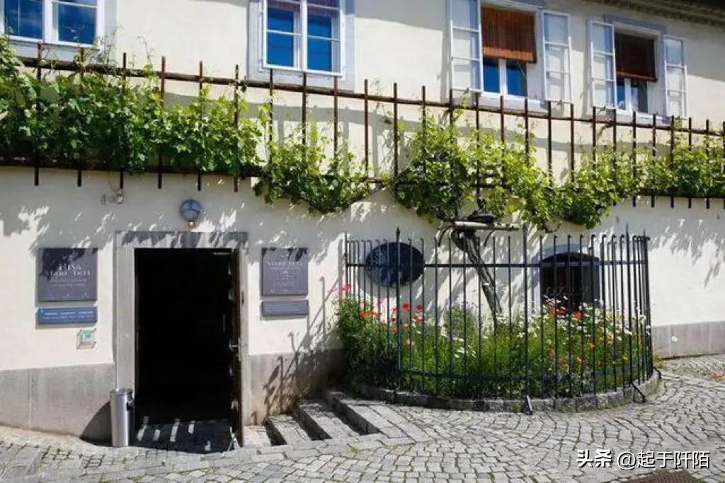 走进斯洛文尼亚,探访欧洲发达国家