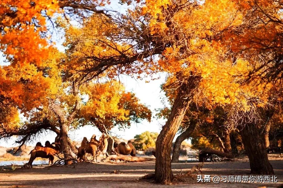 醉美胡杨深度游,额济纳胡杨林旅游攻略
