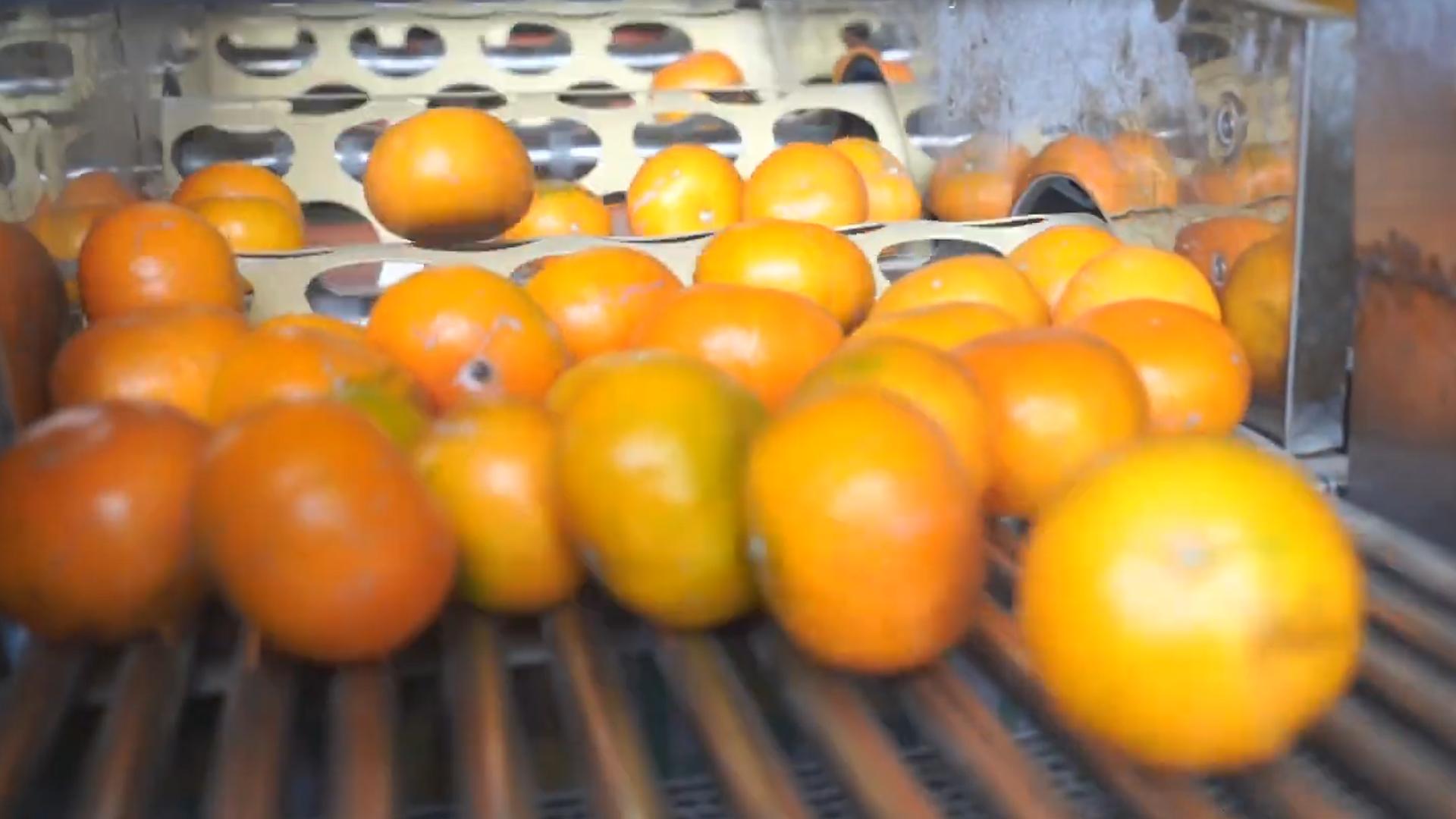 台湾水果滞销10万斤,茂谷柑销量