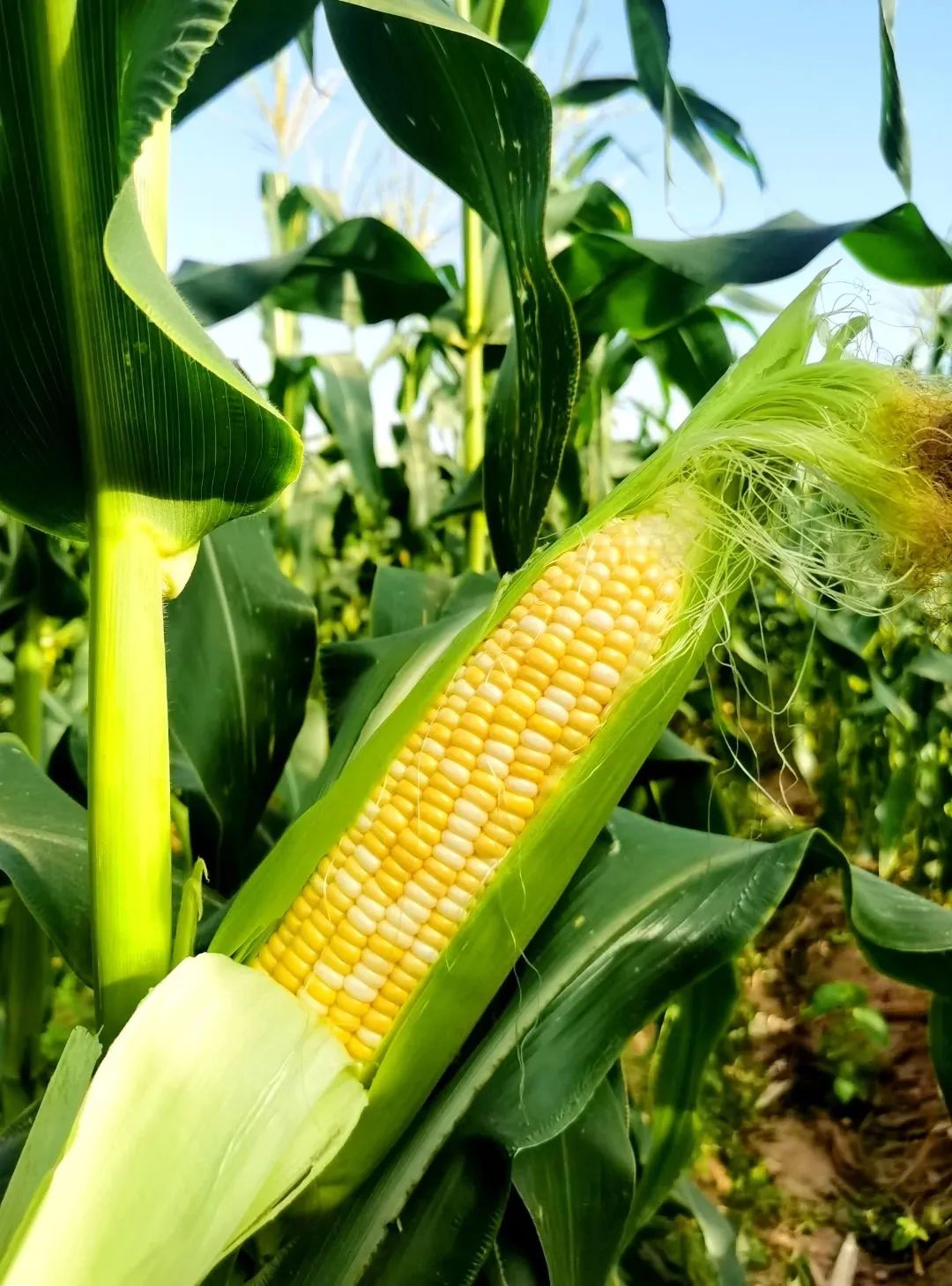 冬日露营围炉煮茶的闲适和惬意,记一次秋天的围炉煮茶露营