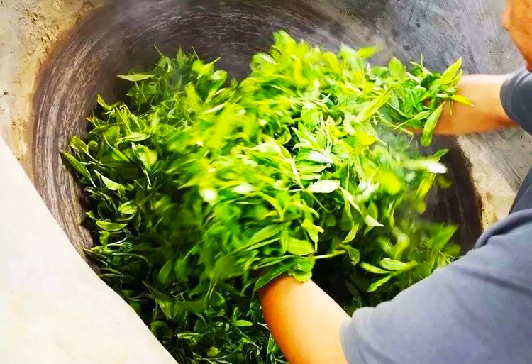 普洱茶的杀青和绿茶的杀青的区别,普洱茶杀青有什么优缺点