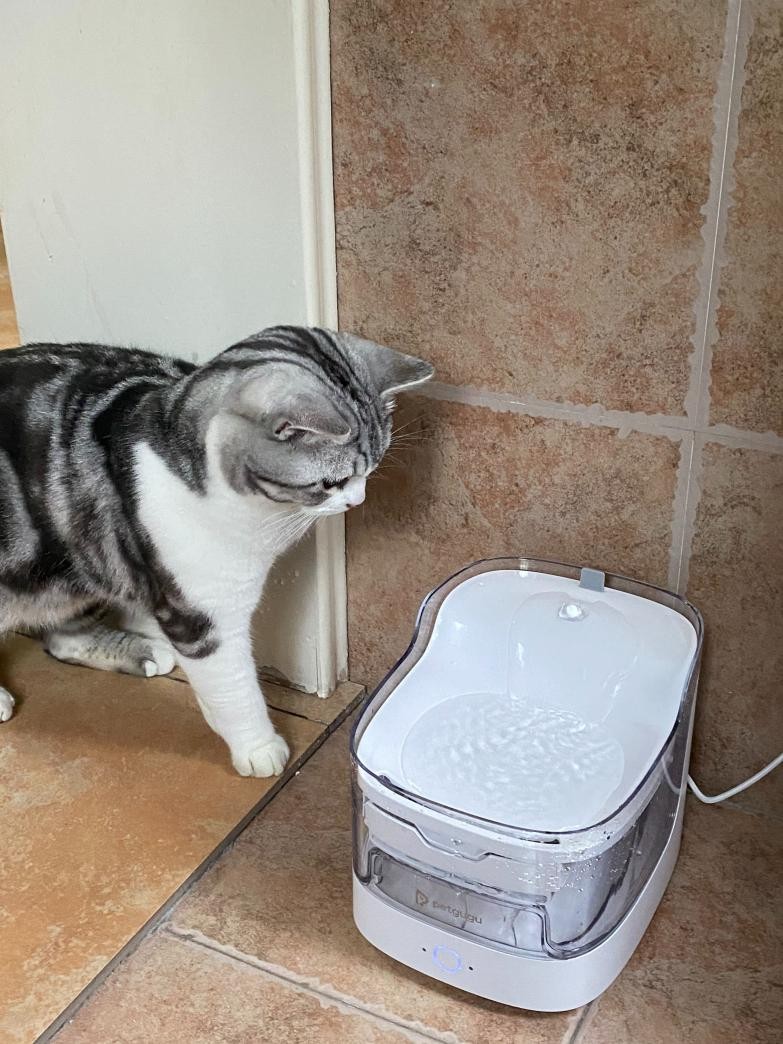 猫咪喝水自动饮水机值得买吗,猫咪不会用饮水机推荐什么