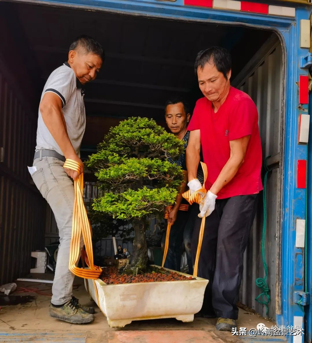 “不忘初心，开拓进取”——中山盆景协会第八届会员活动圆满成功