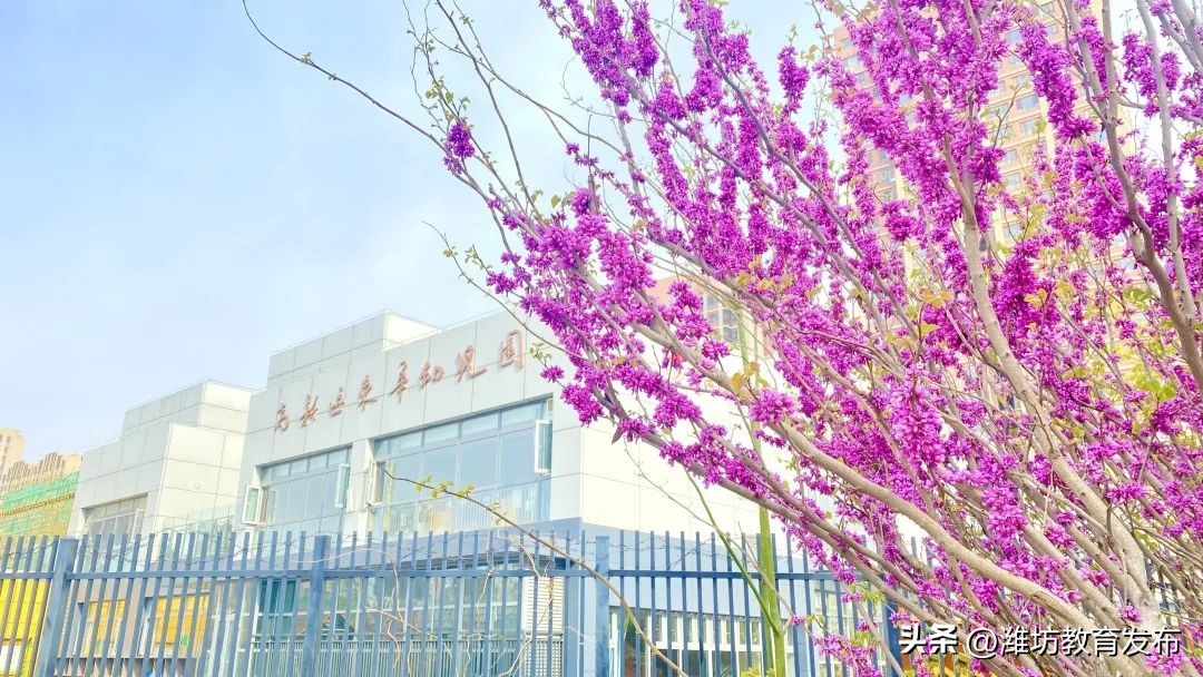 美！潍坊校园春景强势来袭