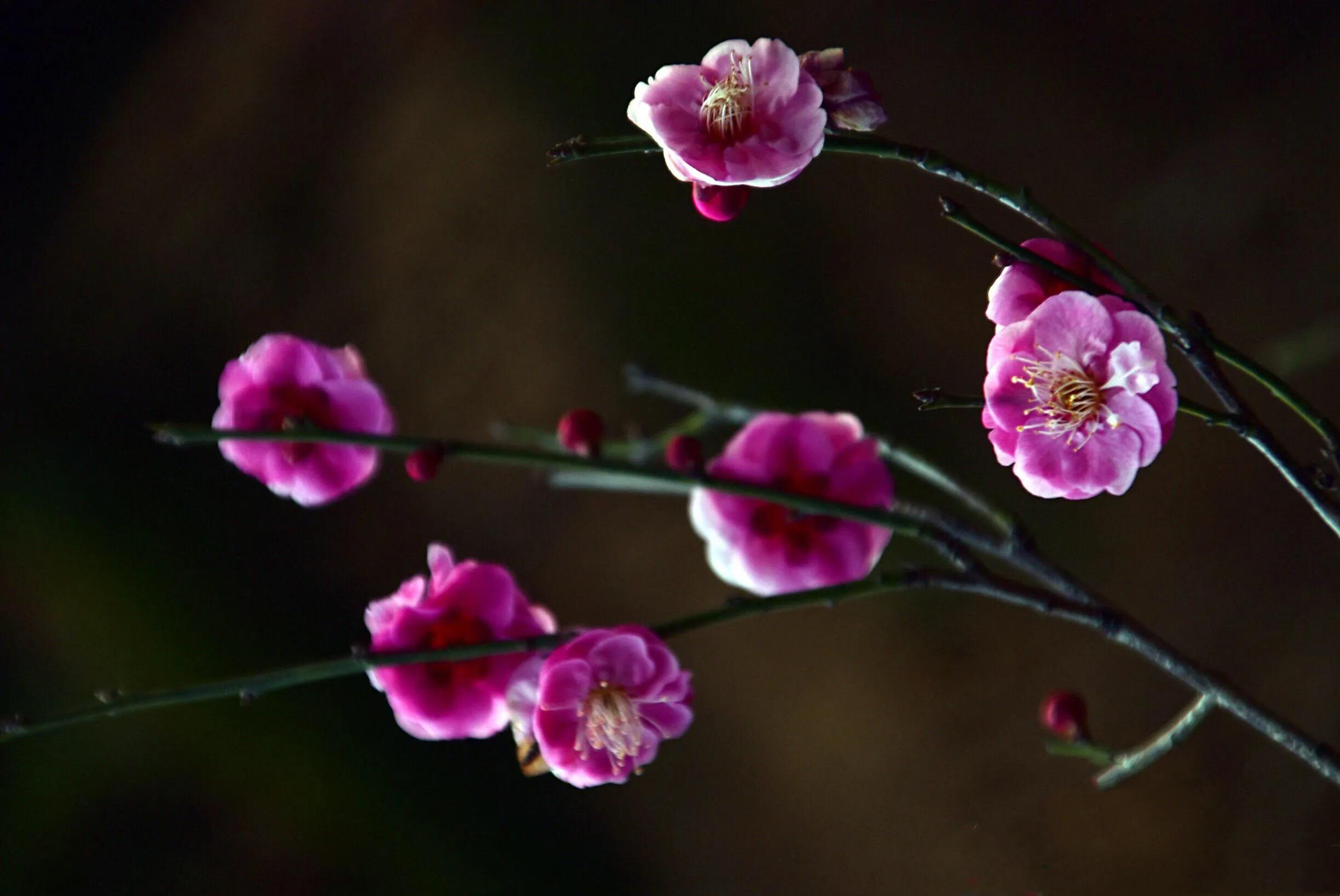 花卉摄影秋日的浪漫,花卉摄影春暖梅花开