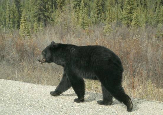 胆真大！美国男子路遇黑熊，竟主动伸手击掌，黑熊激动得跳了起来