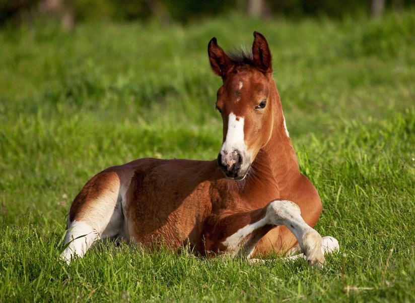 确定全麻手术后马匹心律失常的患病率和性质，评估心律失常的风险