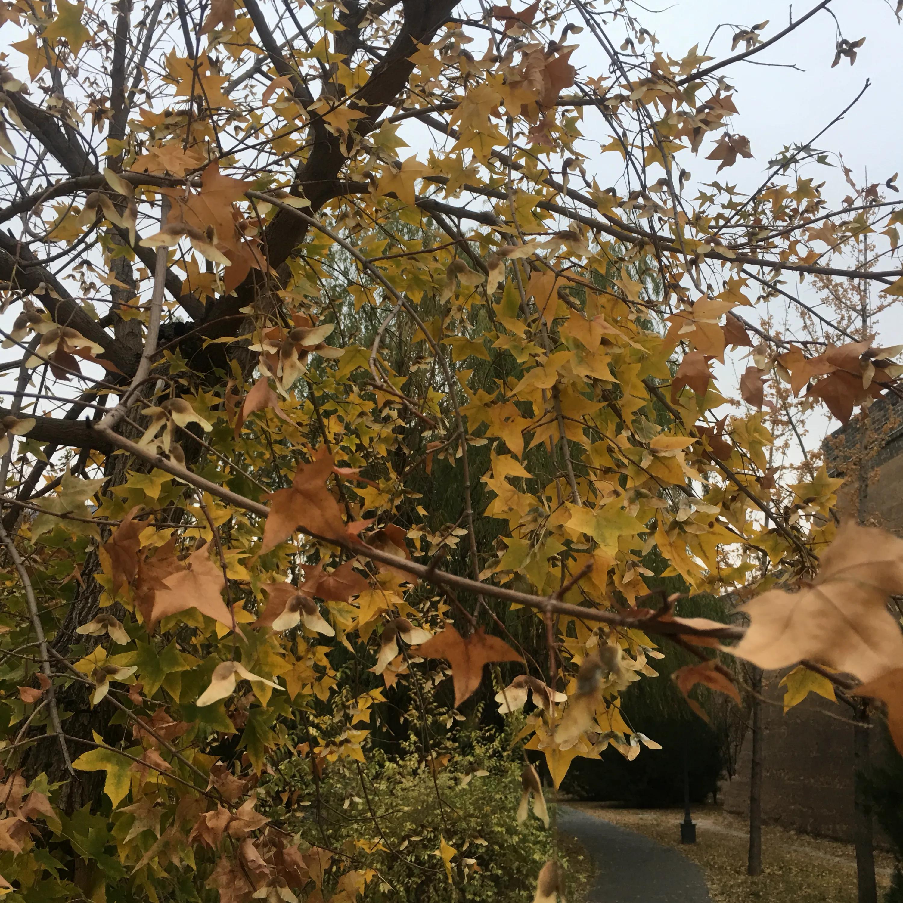 秋韵的祝福,秋韵中的快乐