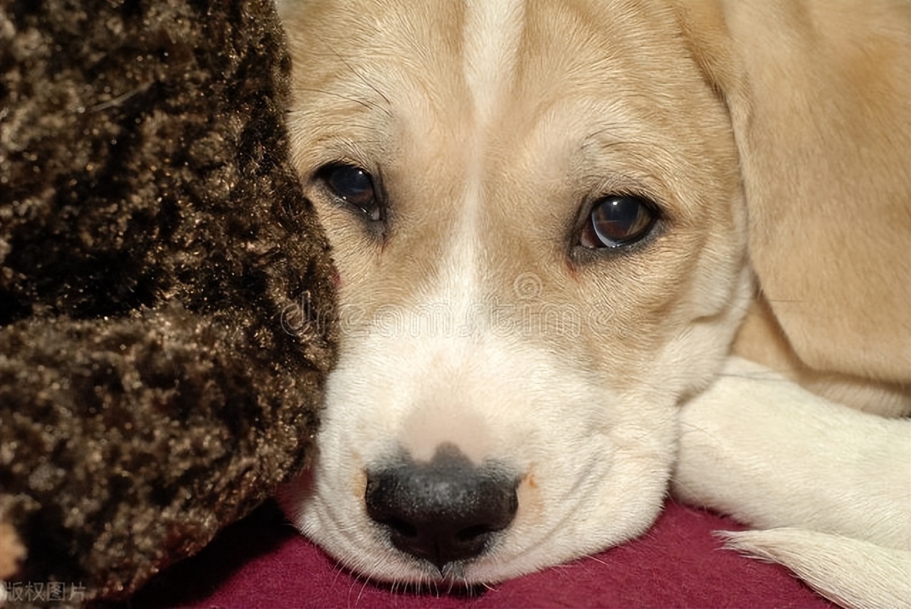 狗狗泌尿结石吃什么药好,狗狗尿路结石保守治疗