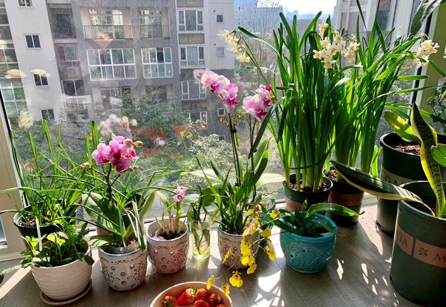 家中植物风水禁忌大全,家里养花对夫妻关系风水的讲究