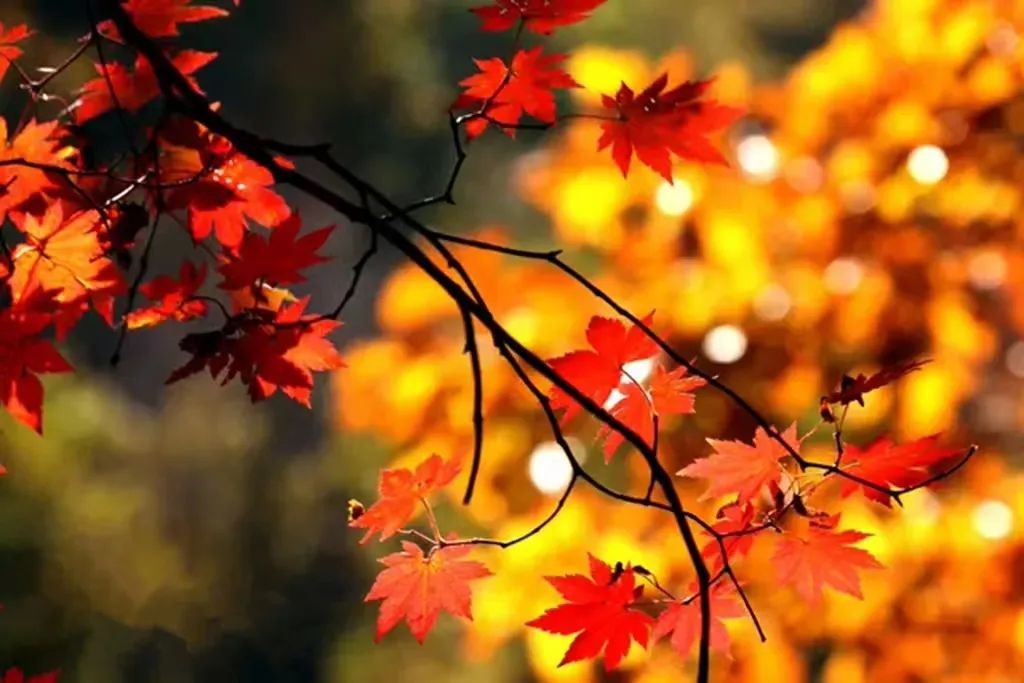 学生手工制作秋天的风景,秋天手工创意作品一叶知秋