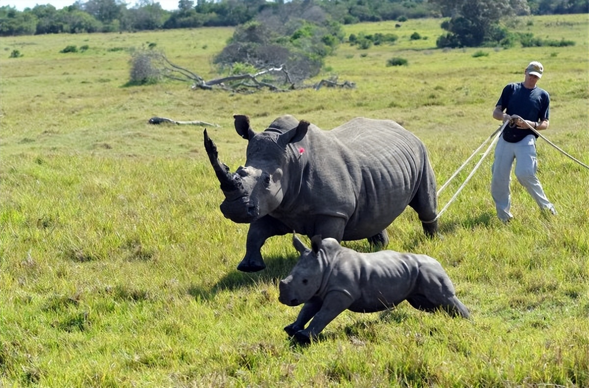充满想象力的动物图片100张,卡通动物图片大全可爱