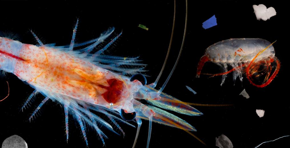 中国南极磷虾金矿,全球南极磷虾资源