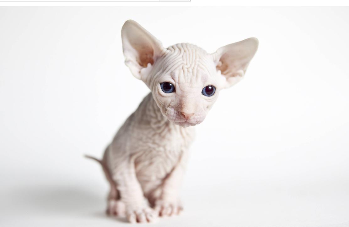 斯芬克斯猫但是身上有短毛,斯芬克斯猫是什么猫繁衍的