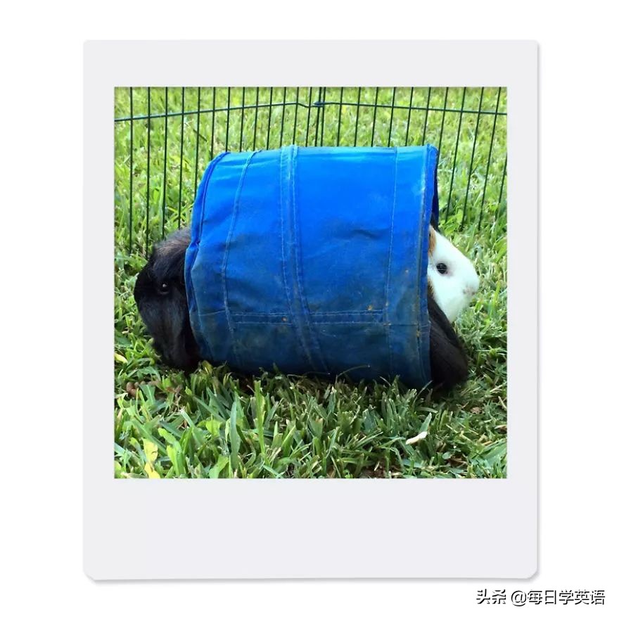 豚鼠漫画,豚鼠在漫画里的样子