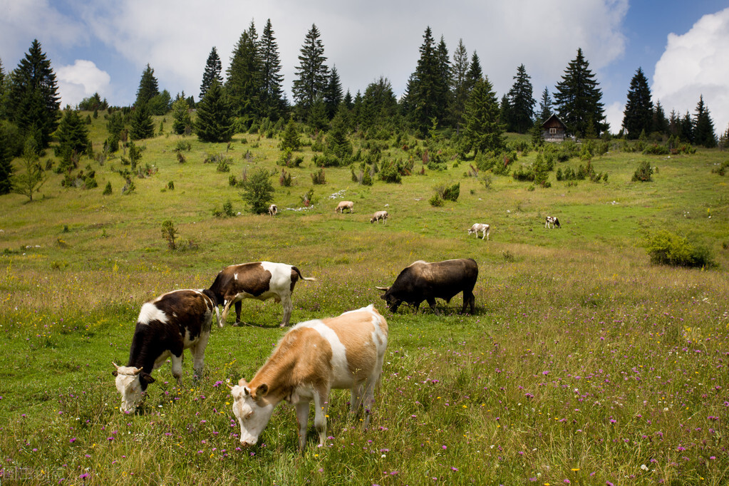 大母牛18天产犊要怎么饲养管理,母牛产牛犊后多少时间打栏
