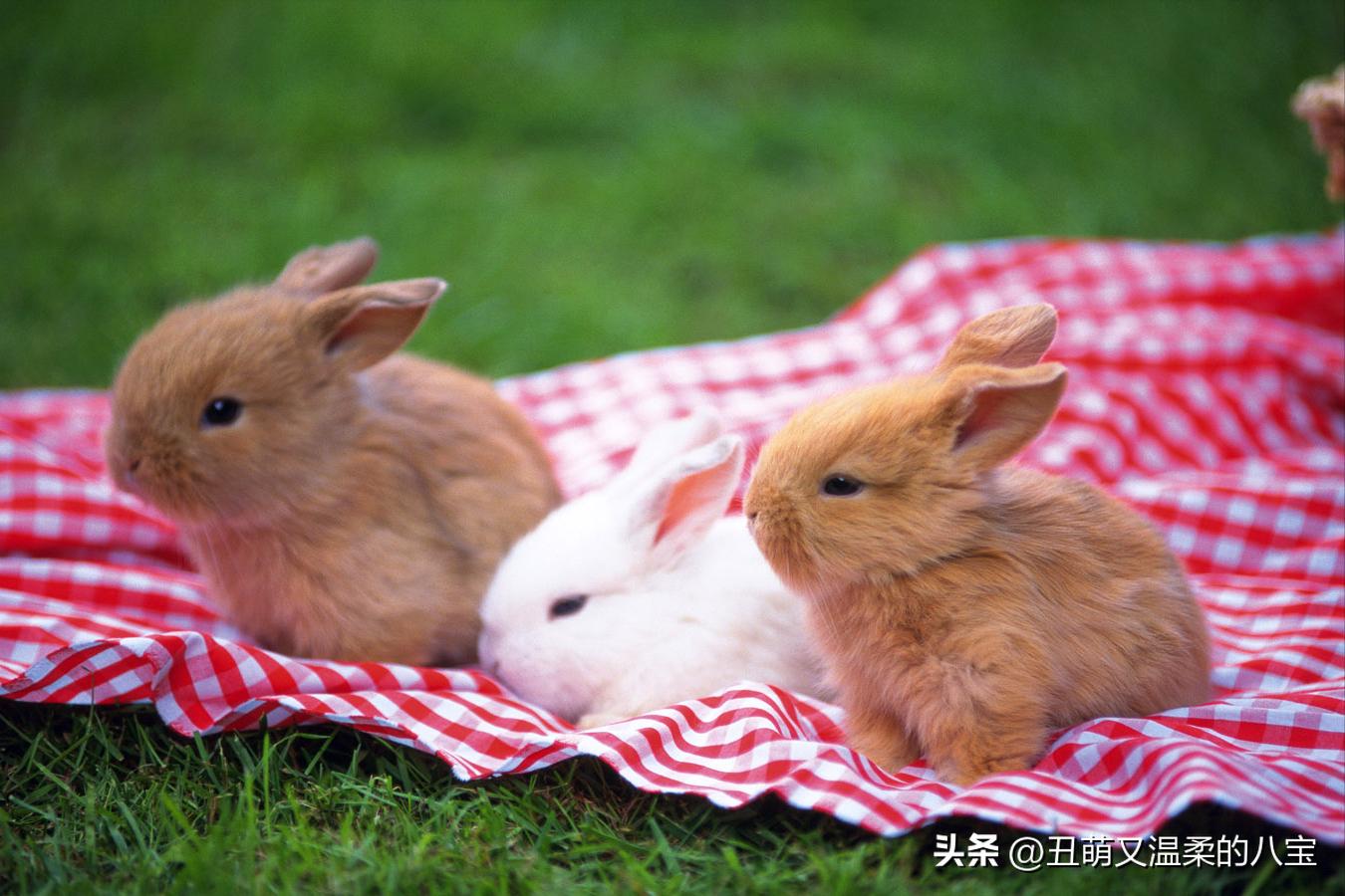 兔子打喷嚏精神不振,兔子打喷嚏的治疗方法