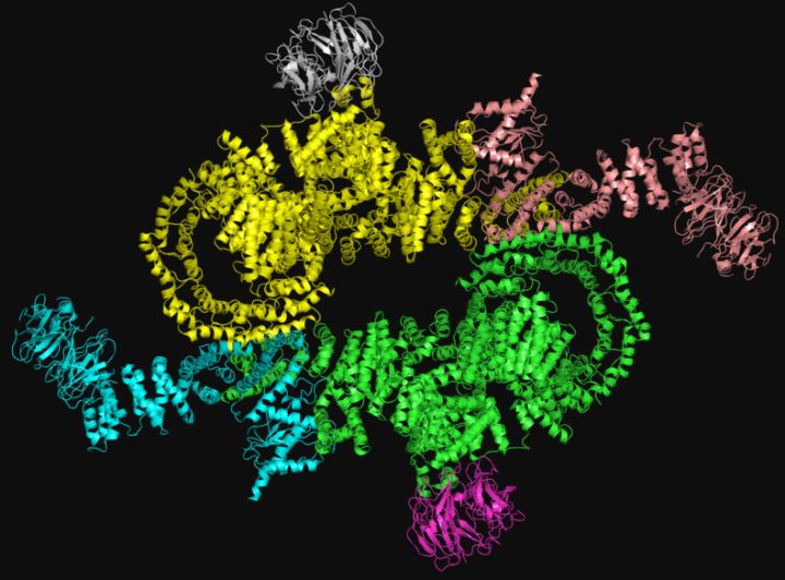 健身增肌的原理是什么,健身增肌原理动作讲解